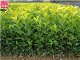 黃金葉茶苗 手機：15088376008 高品質茶苗 自產自銷