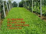 2018第四屆四川茶業經濟年會在雅安召開 （四川茶葉苗批發）