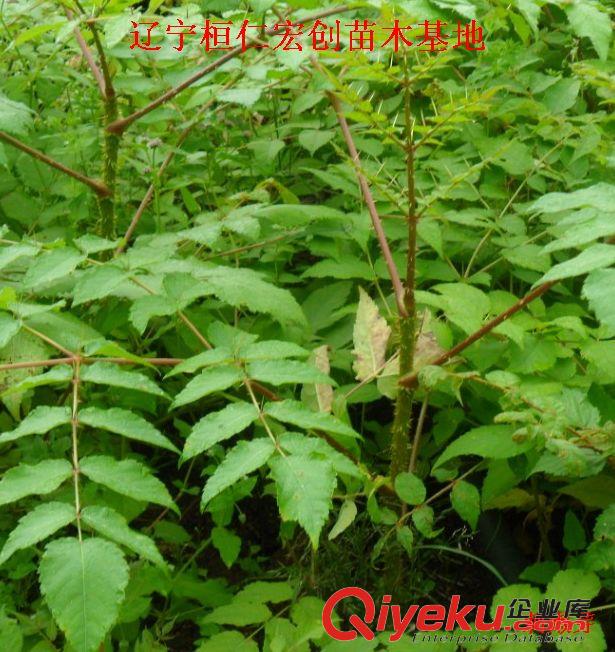 刺嫩芽苗多少錢一棵