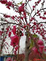 菊花碧桃小苗 龍柱碧桃小苗 垂枝碧桃基地