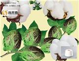中美協(xié)商在即，創(chuàng)新高的棉花走勢(shì)會(huì)如何