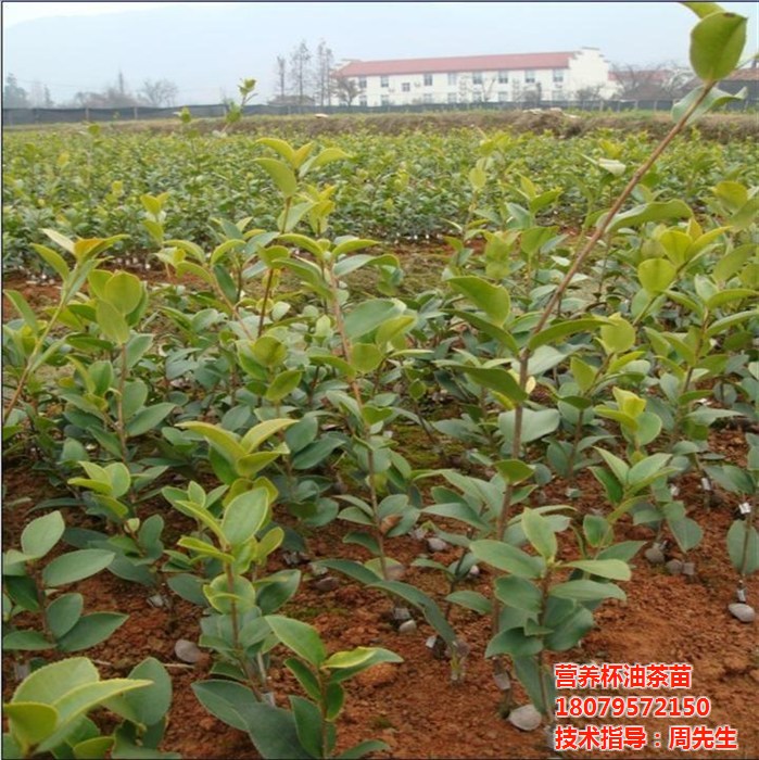 油茶树苗_油茶苗圃基地_株洲油茶树苗