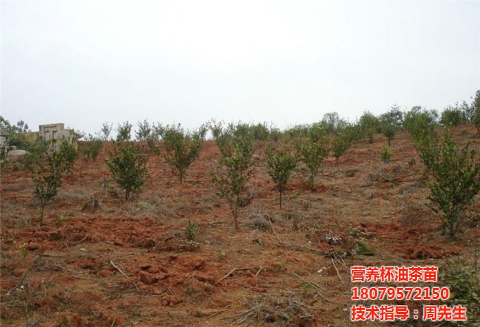 油茶树苗|油茶树苗价格|油茶苗圃基地(多图)