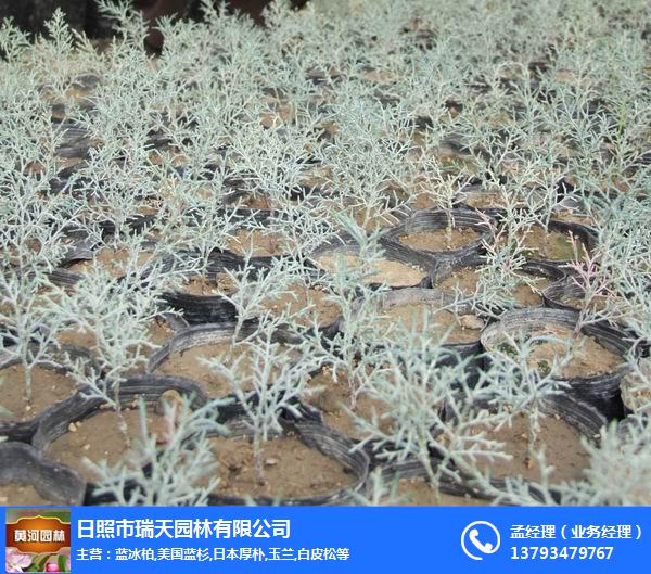 蓝湖柏_黄河苗木供应_蓝湖柏批发价