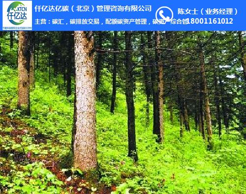 竹林碳汇,碳汇,仟亿达碳汇
