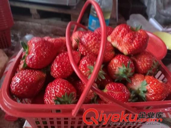 知道了久久草莓批發多少一斤以后還有一個重要的問題就是怎么保存