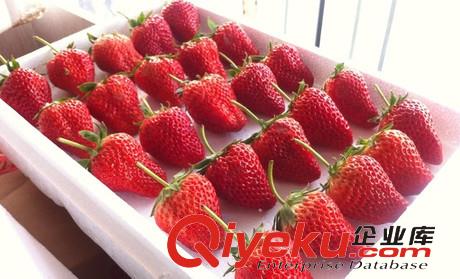 丹東草莓微商代理要怎么進行做推廣