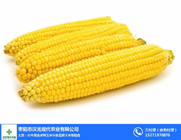 巴彦淖尔收购玉米,现金求购玉米,汉光现代农业(多图)