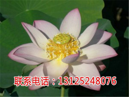 观赏荷花哪家强_太空莲4号批发_广昌千户特产