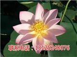 連藕種如何種_江西太空蓮種子_廣昌千戶特產