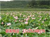 觀賞荷花產地_觀賞蓮苗批發_廣昌千戶特產