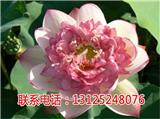 花蓮產地_紅花蓮如何種_廣昌千戶特產