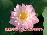 荷花苗求購_廣昌白蓮產地_廣昌千戶特產