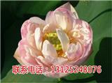 藕種基地_太空蓮種哪家比較好_廣昌千戶特產