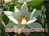 荷花藕苗種植_江西太空蓮怎樣種_廣昌千戶特產