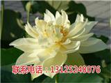 太空蓮1號基地_蓮子種苗種子_廣昌千戶特產