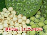 荷花苗種苗_贛蓮種苗_廣昌千戶特產