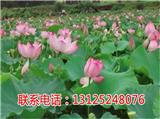 贛蓮種植_藕種批發_廣昌千戶特產
