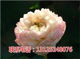 觀賞蓮基地_紅花蓮廠家_廣昌千戶特產