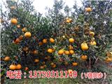 sd品牌御廣陳2015年新會陳皮價格多少一斤【長沙新聞網(wǎng)】