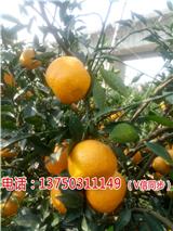 新會陳皮sd品牌御廣陳東甲陳皮價格多少一斤%【南京新聞網】
