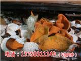 sd品牌御廣陳2014年新會陳皮價格多少一斤【寧波新聞網】