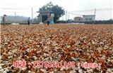 御廣陳2018新會梅江陳皮多少錢一斤【惠州新聞網】