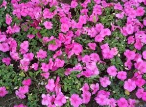 四季草花价格