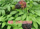 石嘴山竹節(jié)參白三七野三七種植技術(shù)
