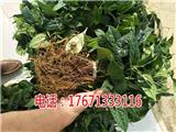 萬(wàn)源金果欖地苦膽青牛膽種植技術(shù)