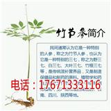 孟州竹節(jié)參白三七野三七種植技術(shù)