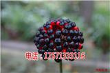 南寧竹節(jié)參白三七野三七種植技術(shù)