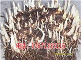 溧陽(yáng)重樓七葉一枝花種植技術(shù)