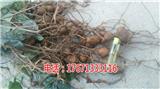 益陽(yáng)金果欖地苦膽青牛膽種植技術(shù)