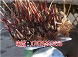 三明重樓七葉一枝花種植技術(shù)