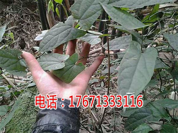 偃师金果榄地苦胆青牛胆种植技术