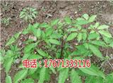 江陰竹節(jié)參白三七野三七種植技術(shù)