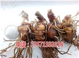 思茅重樓七葉一枝花種植技術(shù)