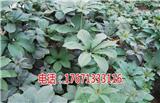 中衛(wèi)重樓七葉一枝花種植技術(shù)