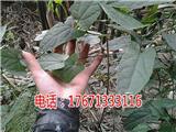 陜西金果欖地苦膽青牛膽種植技術(shù)
