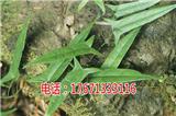 臨海金果欖地苦膽青牛膽種植技術(shù)