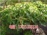 合山重樓七葉一枝花種植技術(shù)