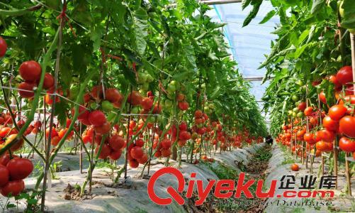 對(duì)于沈陽(yáng)水果大棚來(lái)說(shuō)比較重要的是什么