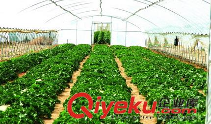 沈陽蔬菜大棚蓋膜的方法