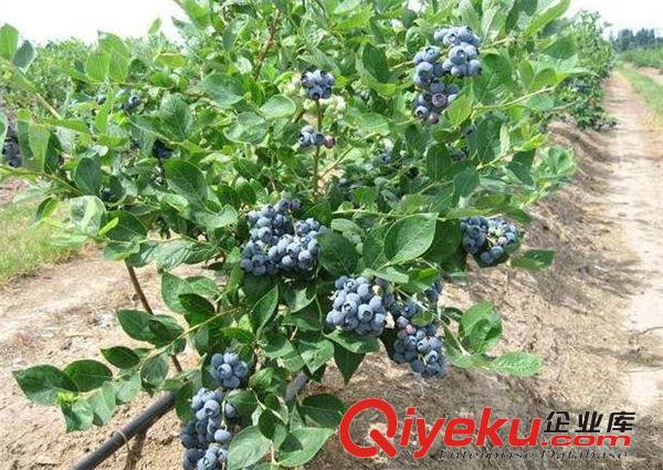 在沈陽(yáng)藍(lán)莓大棚里面怎么施肥