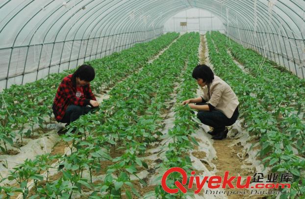 什么才是合格的沈陽蔬菜大棚