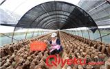 搭建沈陽食用菌大棚的時候不要下挖過深