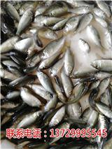 東莞鯽魚苗價格【藍海漁業】
