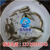 江門加州鱸魚苗報價【藍海漁業】