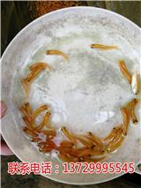 江門金絲鯇魚苗批發【藍海漁業】